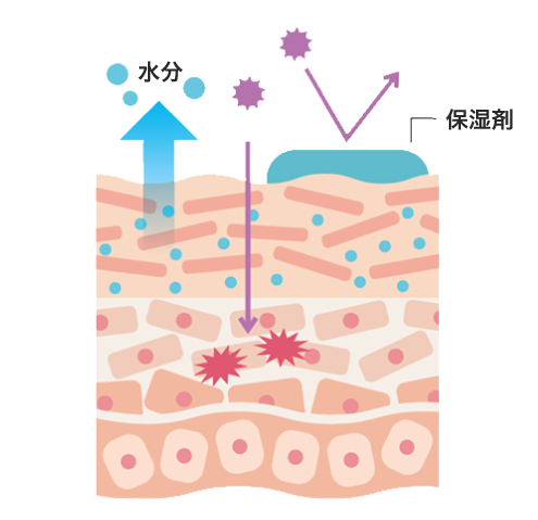 肌表面を保湿 肌図