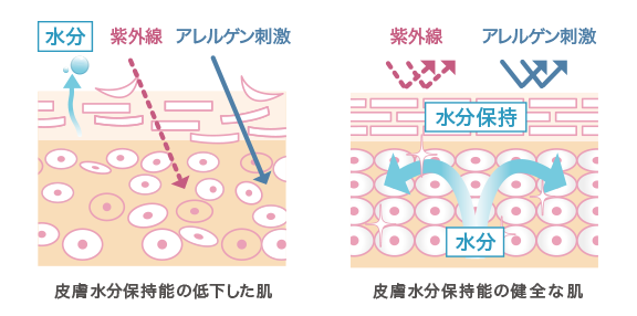 バリアケア 皮膚水分保持能の低下した肌、皮膚水分保持能の健全な肌